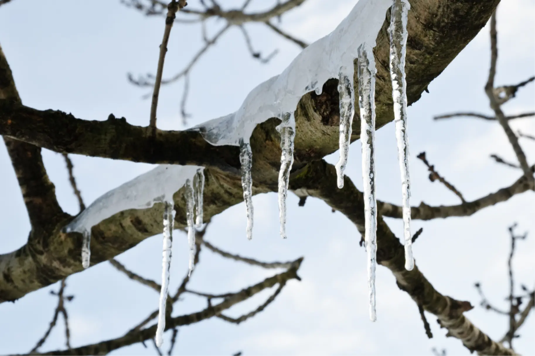 How can hanging branch damage